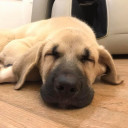 หมาใหญ่