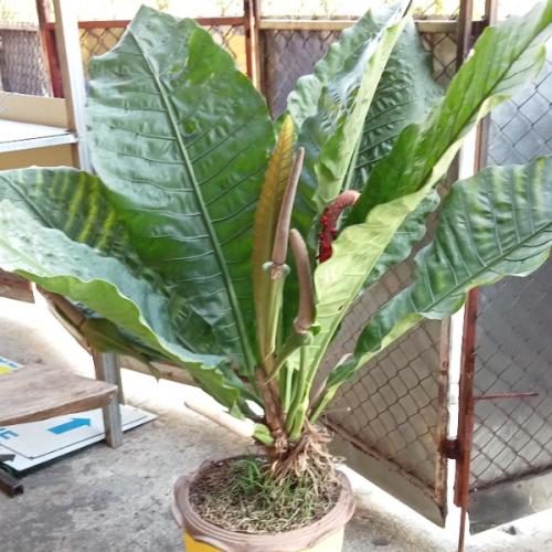 สมาชิกหมายเลข 4483979