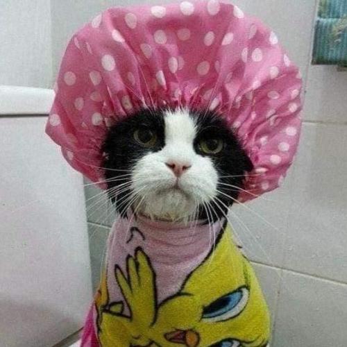 สมาชิกหมายเลข 7002981