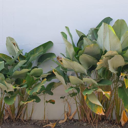 สมาชิกหมายเลข 7003206