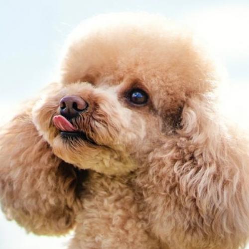 สมาชิกหมายเลข 8734241