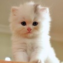 สมาชิกหมายเลข 1398484