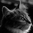 สมาชิกหมายเลข 1817518