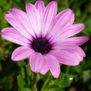 สมาชิกหมายเลข 3665806