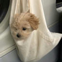 สมาชิกหมายเลข 1266297