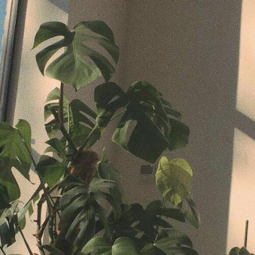 สมาชิกหมายเลข 5288451