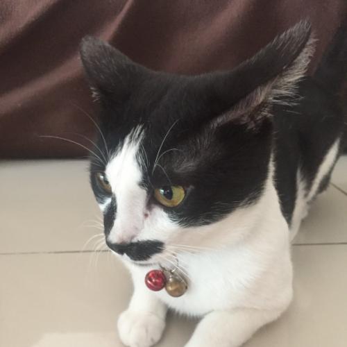 สมาชิกหมายเลข 6323411