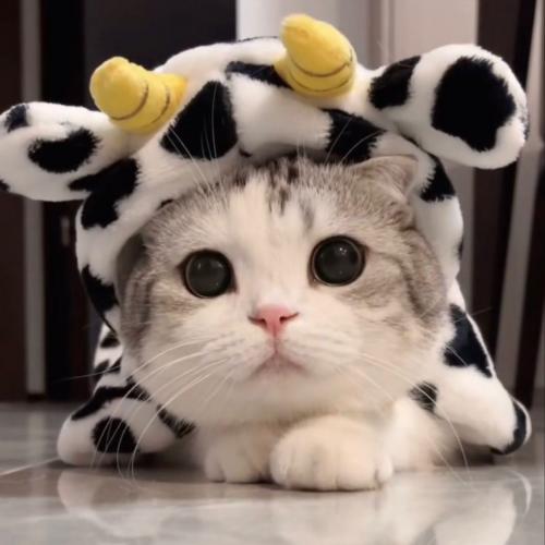 สมาชิกหมายเลข 7004585