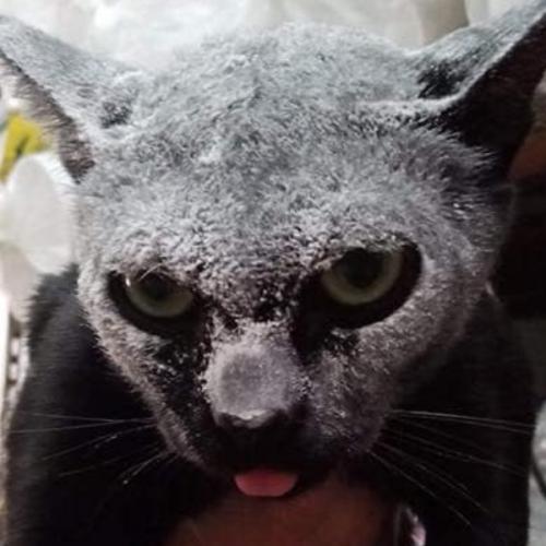 สมาชิกหมายเลข 4059292