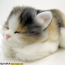 สมาชิกหมายเลข 3029684