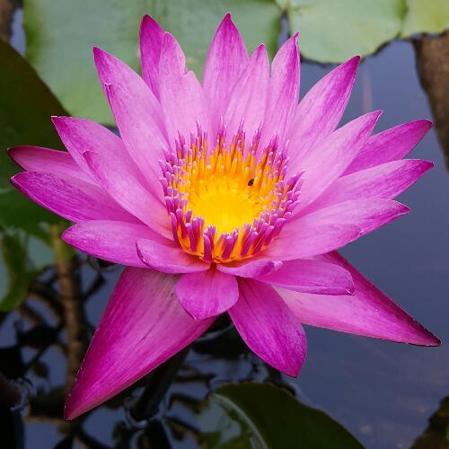 ช้างน้อยสีชมพู