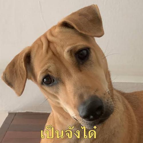 สมาชิกหมายเลข 6321388