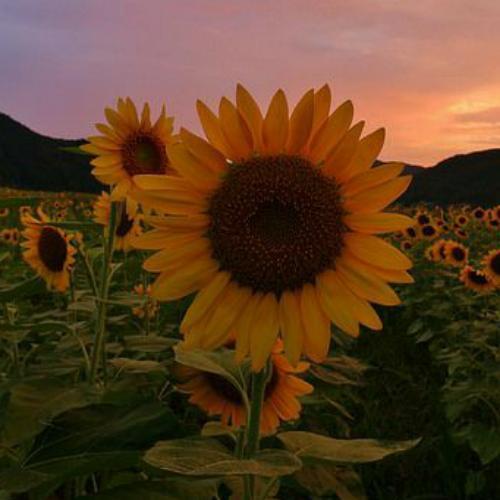 สมาชิกหมายเลข 3673527