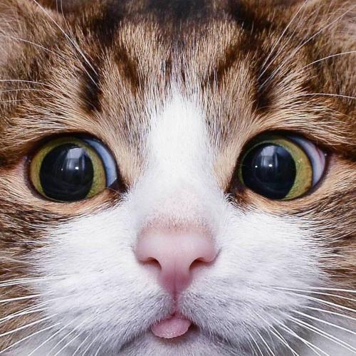 สมาชิกหมายเลข 1456198