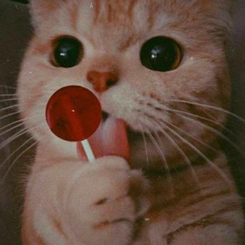 สมาชิกหมายเลข 6996850