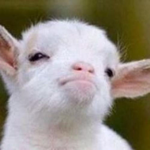 สมาชิกหมายเลข 2746408