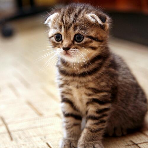 สมาชิกหมายเลข 4553965