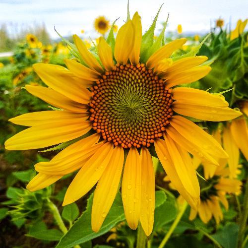 สมาชิกหมายเลข 4880822