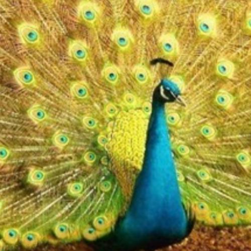 สมาชิกหมายเลข 5742148