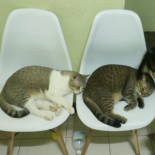 สมาชิกหมายเลข 8740399