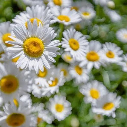 สมาชิกหมายเลข 8741123