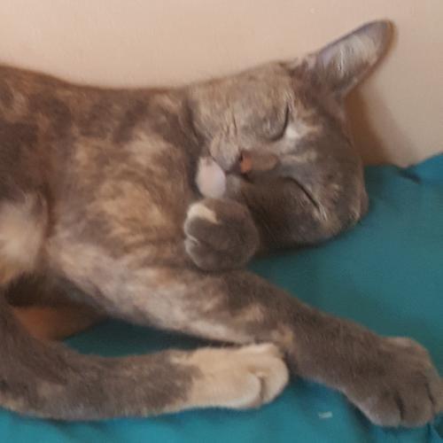 สมาชิกหมายเลข 4753773