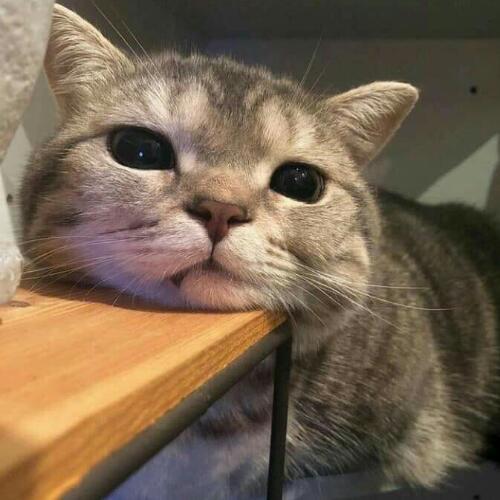 สมาชิกหมายเลข 5291108