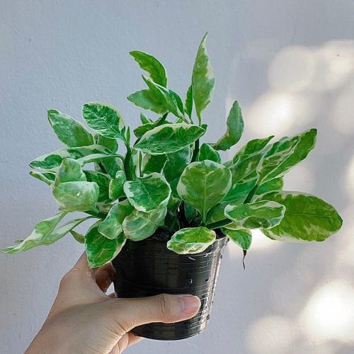 สมาชิกหมายเลข 5100042