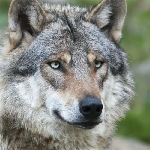 สมาชิกหมายเลข 7010411