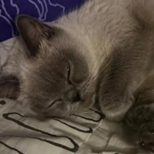 สมาชิกหมายเลข 8742082