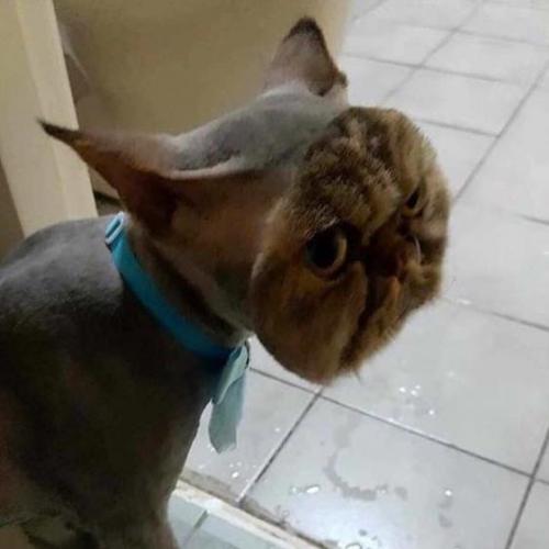 สมาชิกหมายเลข 4554361