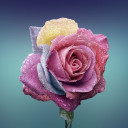 สมาชิกหมายเลข 1249577