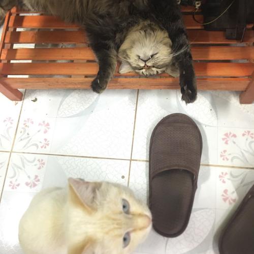 สมาชิกหมายเลข 6330967