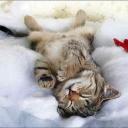 สมาชิกหมายเลข 4133040