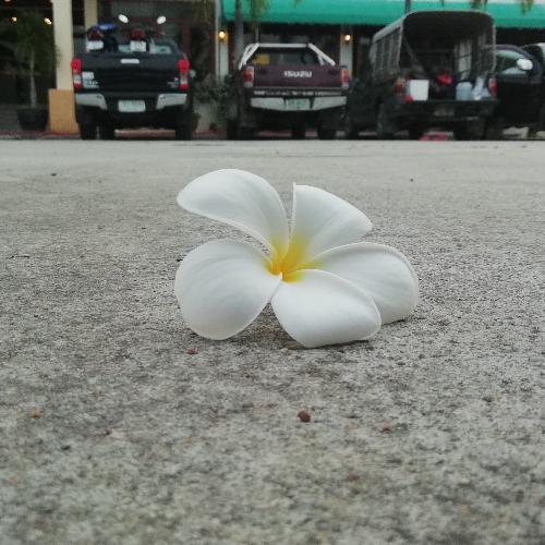 สมาชิกหมายเลข 4555096