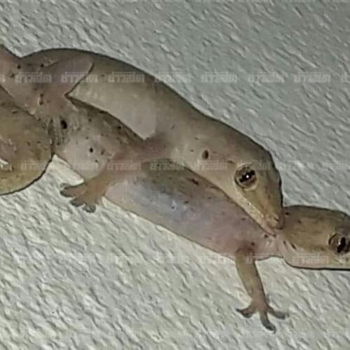 สมาชิกหมายเลข 4867192