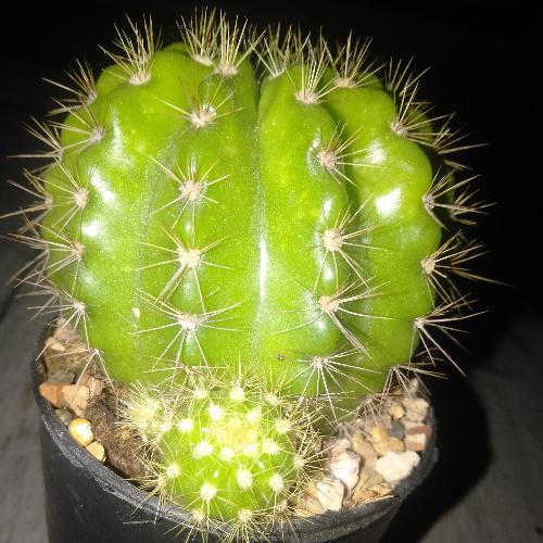 สมาชิกหมายเลข 4378842