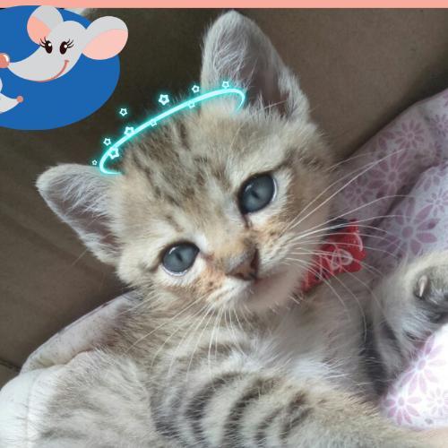 สมาชิกหมายเลข 4837043