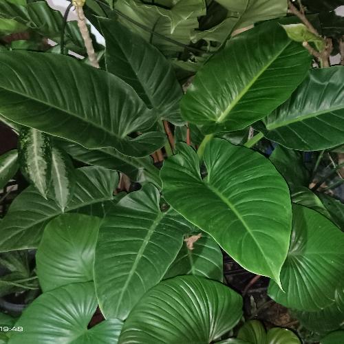 สมาชิกหมายเลข 6756705