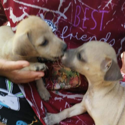 สมาชิกหมายเลข 4406134