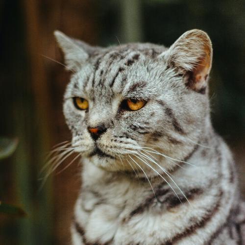 สมาชิกหมายเลข 4751202