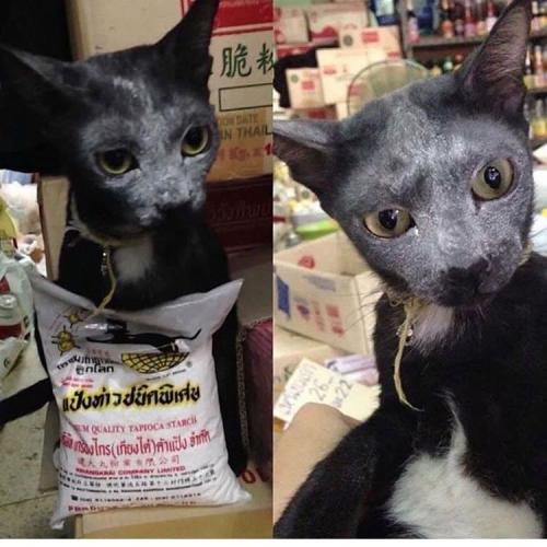 สมาชิกหมายเลข 5462217