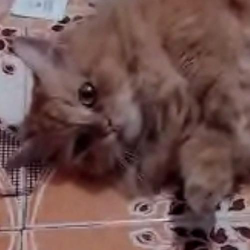 สมาชิกหมายเลข 6777638