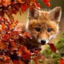 คุณหนูฟูฟ่อง