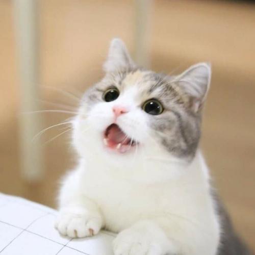 สมาชิกหมายเลข 4133231