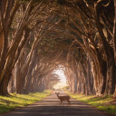 Two Trees of Valinor