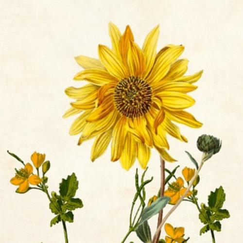 สมาชิกหมายเลข 2581887