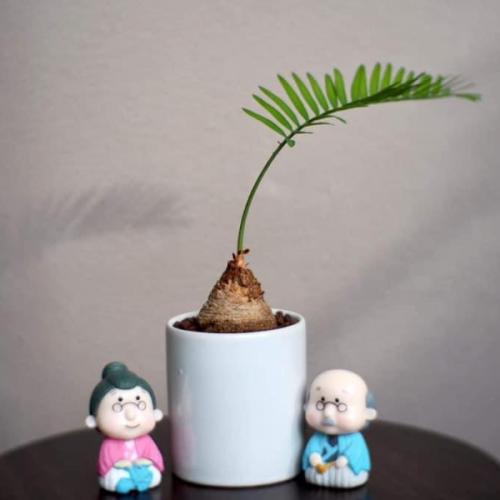 ใจกานต์