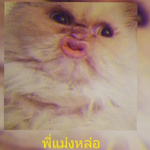 สมาชิกหมายเลข 6332966