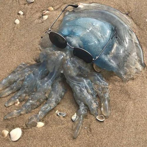 สมาชิกหมายเลข 6035934